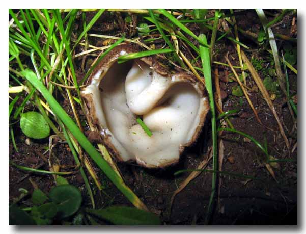 Geopora sumneriana